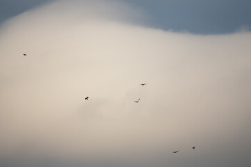 birds in the sky against a gray sky