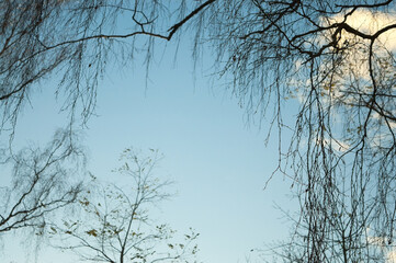 blue background, the photo shows a blue sky and tree branches