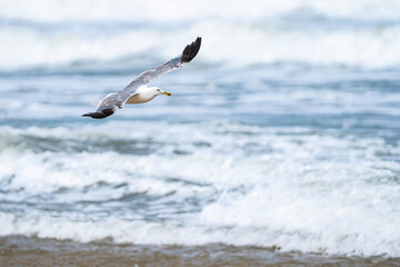 A seagull flying above ocean waves with soft natural light and a blurred water background. Ideal for concepts of freedom, travel, and coastal nature