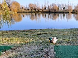 Lone Male Mallard Duck Grazing by Quiet Lakeside