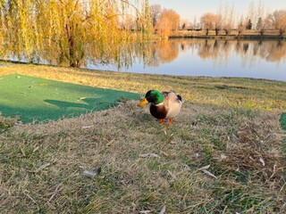 Lone Male Mallard Duck Grazing by Quiet Lakeside