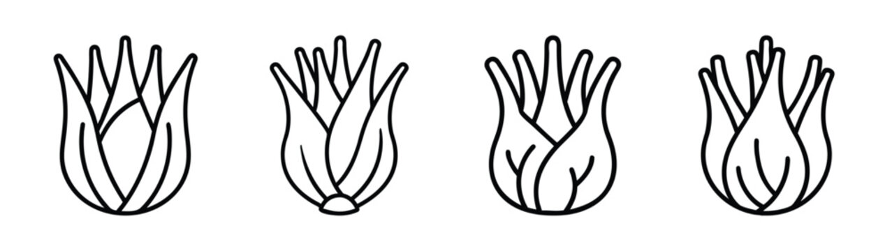 Chicory root vegetable illustration vector drawing for food ingredient and plant identification guide