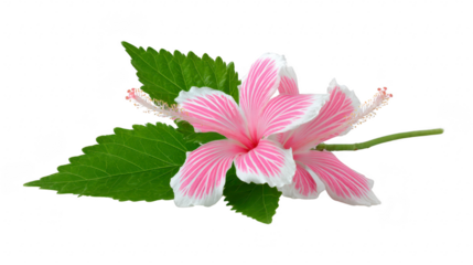 Pink hibiscus flower with white edges and green leaves, isolated on transparency background, showing delicate petals and natural beauty, perfect for botanical or tropical themes