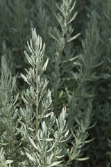 Lavandula twig (common name lavender)