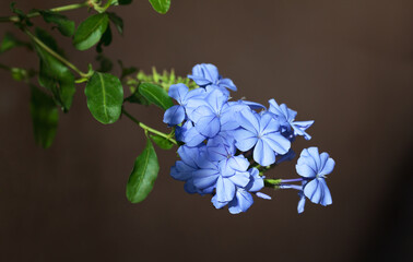 Morning sun beams on Cape plumbago flowers