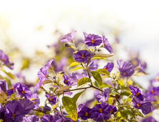 Purple Lycianthes rantonnetii flowers