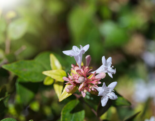 Aberia white flowers