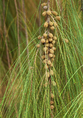 Cones and leaves of Australian Pine