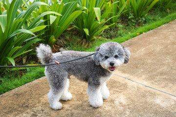 Cute silver phantom toy poodle dog on a walk, facing the camera with fluffy paws and curly fur. Green grass and a pathway in the background.