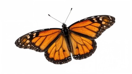 Fototapeta premium A butterfly with orange and black wings isolated on a white background.