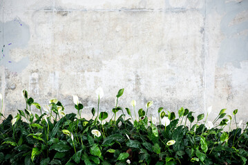 Wall with a white background and a green plant growing on it