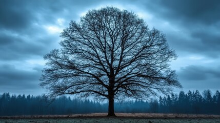 A solitary leafless tree stands tall as a dark silhouette against the moody winter sky with a forest in the distant background