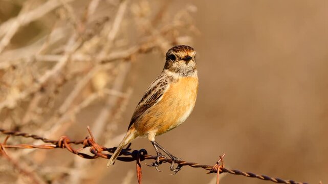  whinchat female sitting on barbed wire, looking around 360