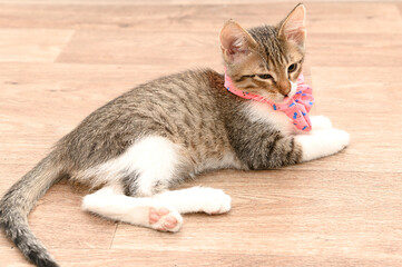 A small cute kitten with a pink bow is lying on the floor.