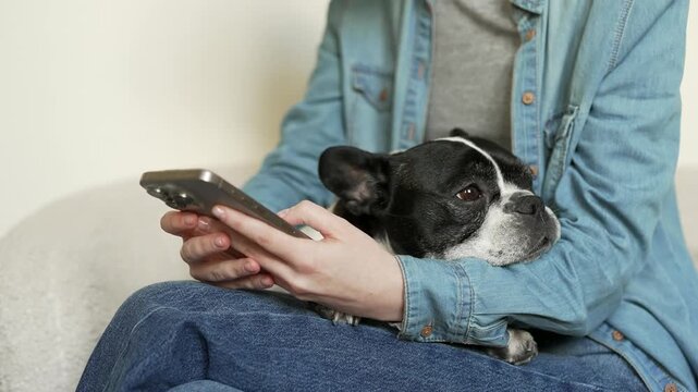 Close up of woman's hands using mobile phone with pet french bulldog resting peacefully on her lap. Female texting and browsing social media online at home with her dog, while sitting on a sofa.