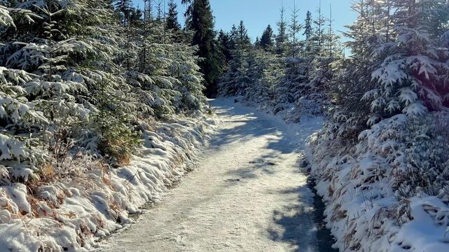 snowy path in a mountain forest