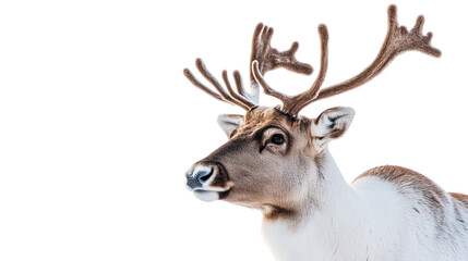 Naklejka premium Close up of a reindeer head with antlers isolated on transparent background
