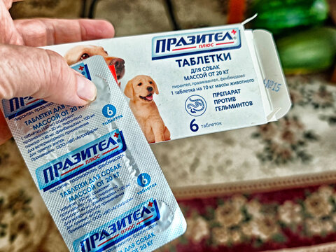 Kirov, Russia - September 12, 2025: Hand holding dog deworming tablets in a cozy home setting during daytime