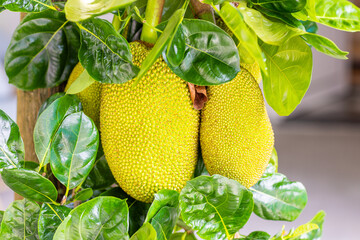 Close-up of a jackfruit hanging on tree. Tropical fruit growing in Vietnam