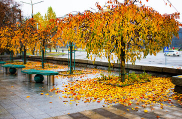 Colorful autumn leaves blanket the ground near benches in a city park on a rainy day