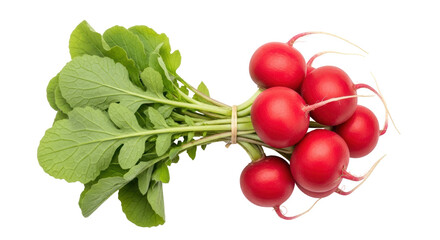 Fresh red radishes with green leaves isolated PNG, healthy root vegetable for salads and vegetarian dishes on transparent background
