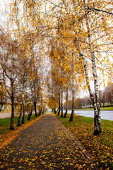 Vibrant autumn scene along a tree-lined pathway with golden leaves in a quiet neighborhood