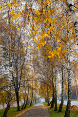 Colorful autumn path lined with trees in a peaceful park setting under soft light