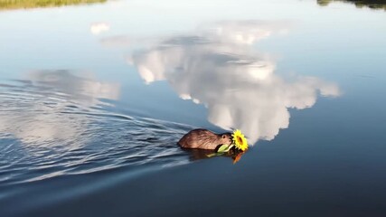 Rodent with sunflower swimming in serene water reflecting clouds - Powered by Adobe