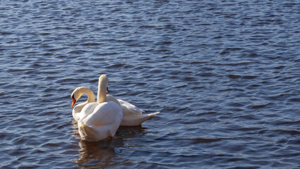 Two swans gracefully swim together in a calm lake during a sunny afternoon