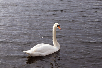 White swan gliding gracefully across a calm lake during a sunny afternoon