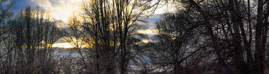 Sunset sky behind bare trees in a tranquil landscape during late afternoon hours