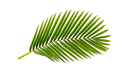 Obraz premium Green palm leaf isolated on transparent background, tropical foliage with natural texture, botanical element for summer, relaxation, or decoration concepts