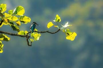 Common King Fisher on the branch in the forest