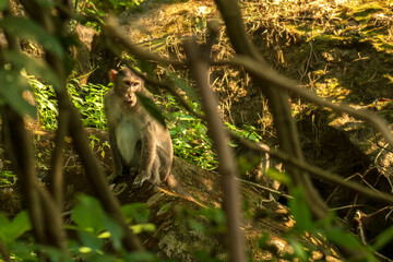 Bonnet macaque an old world monkey in the forest