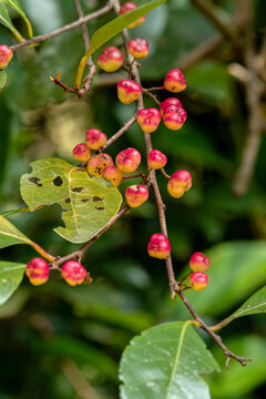 Flacourtia jangomas fruits the berries in forest