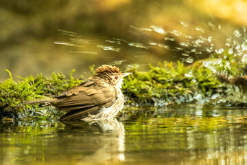 Puff throated Babbler deeping into water in the forest