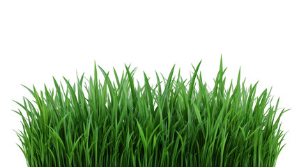 Obraz premium Green grass blades with fresh, natural look, isolated on transparent background, perfect for spring or summer landscape design, gardening, or eco friendly concepts