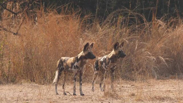 two wild dogs observe attentively environment, follow shot 005b
