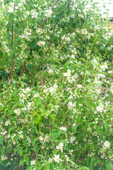 Blooming syringa or mock orange bush in bloom