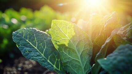 Close up of vibrant green kale leaves in bright sunlight