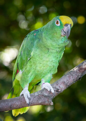 Pair of Yellow Crowned Amazon Perched Together