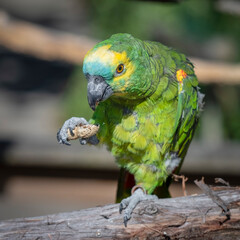 Blue Fronted Amazon Holding a Nut in its Claws