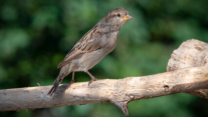 Sparrow Perched on a Tree Branch