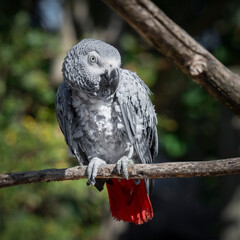 African Grey Parrot Perched on a Tree Branch