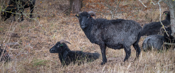 Wild Black Sheep Resting in a Field