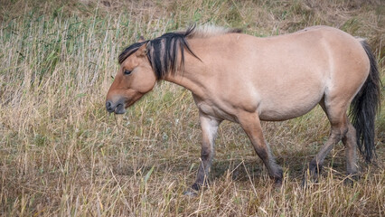 Fototapeta premium Wild Horse in a Field