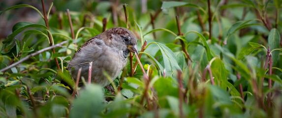Sparrow Perched on Top af a Hedge
