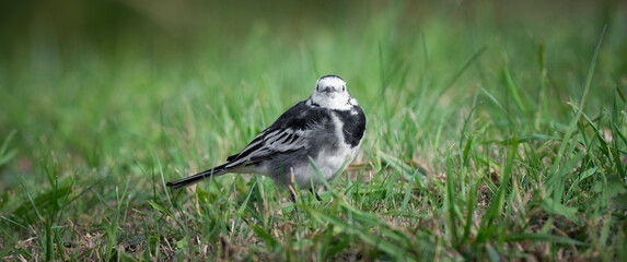 Pied Wagtail Standing on Grass