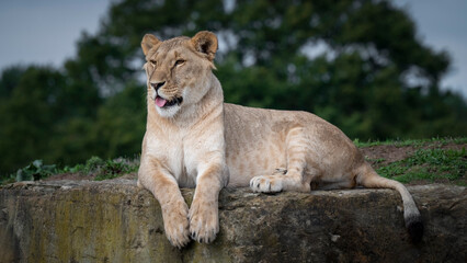 Fototapete bei efototapeten.de bestellen   