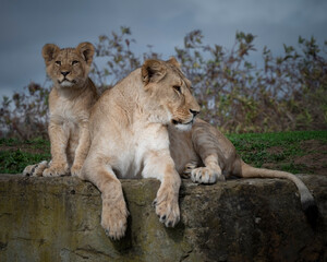 Female Lion and Cub Resting Together
